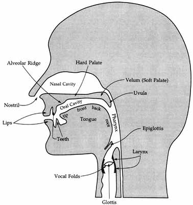 Diagram of vocal tract
